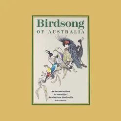 Dawn-Chorus with White-plumed Honeyeater, Noisy Friarbird, Fairy-wrens, Willie Wagtail, Raven, and ending with Laughing Kookaburra