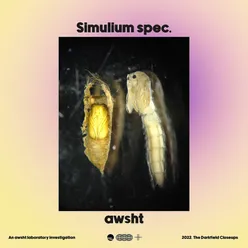 Simulium spec.