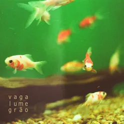 Vaga-Lume-Grão