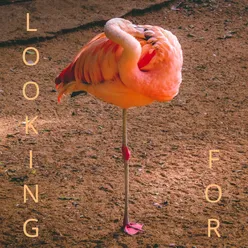 Looking For-Acoustic