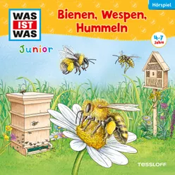 Blaue Bienen und Hornissenkämpfe - Teil 01