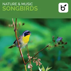 Nature & Music: Songbirds