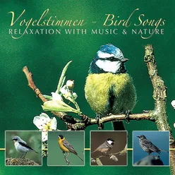Vogelstimmen Bird Songs
