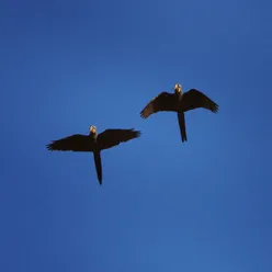 Pão Pra Dividir