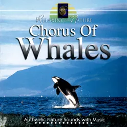 Chorus of Whales
