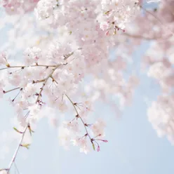 spring with cherry blossoms