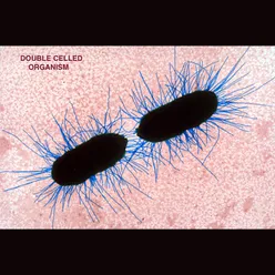 Double Celled Organism