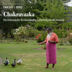 Meditation Tunes - Pakshi / Bird - Chakravaaka