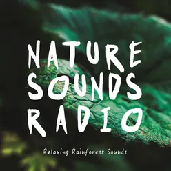 Relaxing Rainforest Sounds