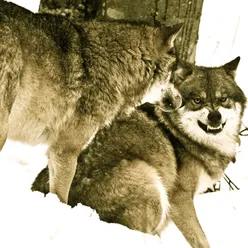 Two Wolves