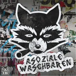 Asoziale Waschbären