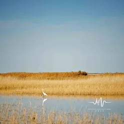 放空 手风琴催眠