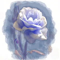 White Rose