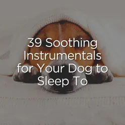39 Soothing Instrumentals for Your Dog to Sleep To