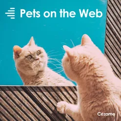 Pets from Internet