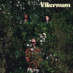 Vibernum