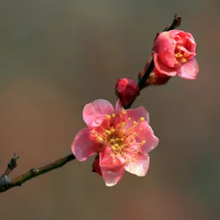 梅花泪钢琴曲