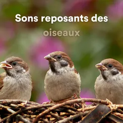 Sons reposants des oiseaux