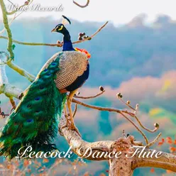 Peacock Dance Flute