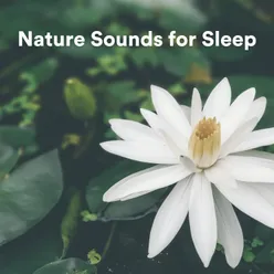 Nature Sounds for Sleep, Pt. 69