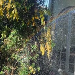 Rain Rainbow