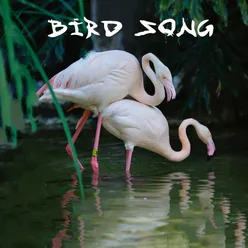 Bird Song