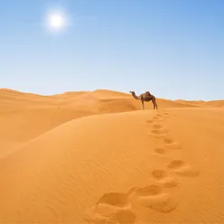 Camels