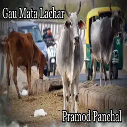 Gau Mata Lachar