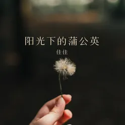 阳光下的蒲公英