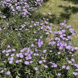 你把那野花采