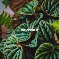 caperata