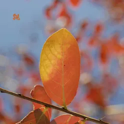 雨中的你与我