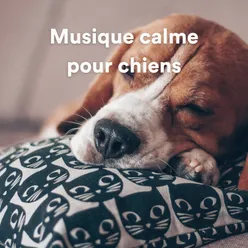 Musique calme pour chiens