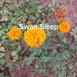 Swan Sleep