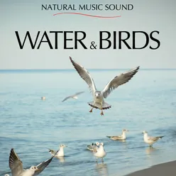 Water & Birds