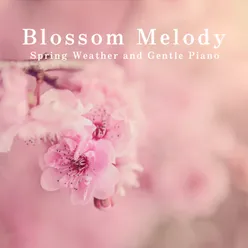 Blossom Melody - Spring Weather and Gentle Piano