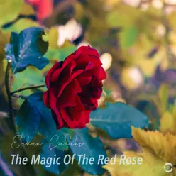 The Magic Of The Red Rose