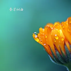 百花齐放