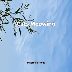 Cats Meowing