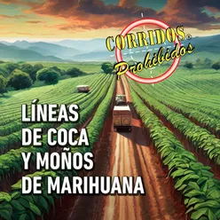 Líneas de coca y moños de marihuana