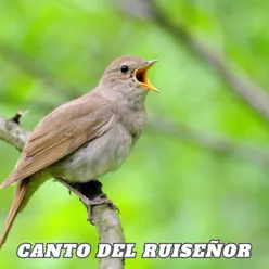 Canto del Ruiseñor