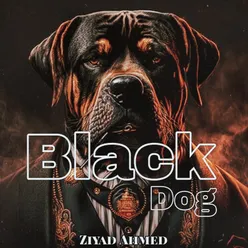 Black Dog