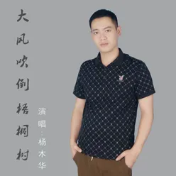 大风吹倒梧桐树