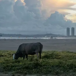 女驸马