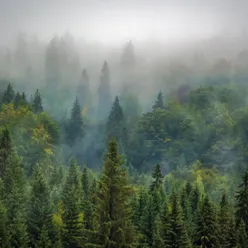 Harbor Trees