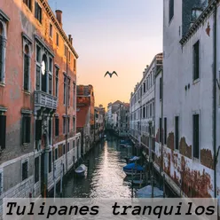 Tulipanes tranquilos