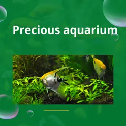 Precious aquarium