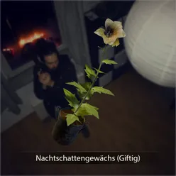 Nachtschattengewächs (Giftig)