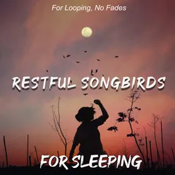 Restful Songbirds for Sleeping: For Looping, No Fades