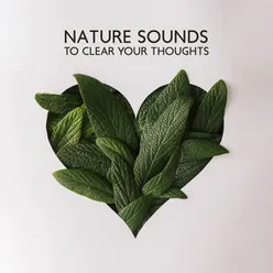 Nature Sounds to Clear Your Thoughts